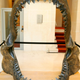 Megalodon jaws